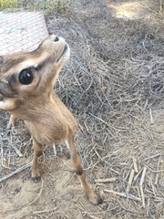 Gazella arabica