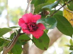 Camellia oligophlebia