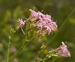 Centranthus angustifolius