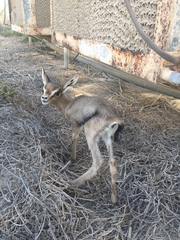 Gazella arabica