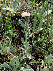 Antennaria lanata