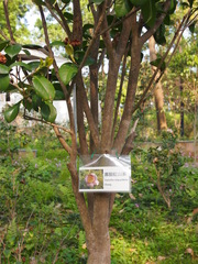 Camellia oligophlebia