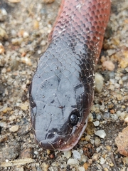 Pseudoboa