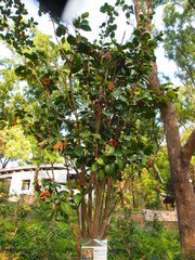 Camellia oligophlebia