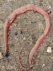 Pseudoboa