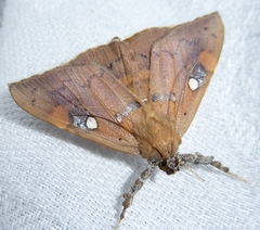 Rectipalpula billeti