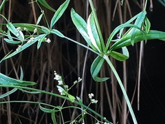 Galium laevigatum