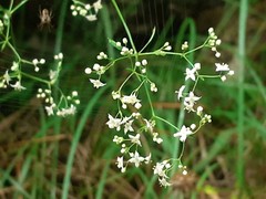 Galium laevigatum