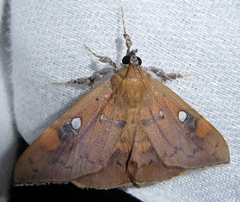 Rectipalpula billeti
