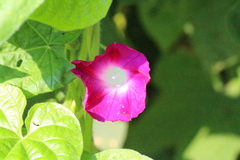Ipomoea orizabensis