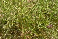 Centranthus angustifolius
