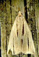 Macrochilo bivittata