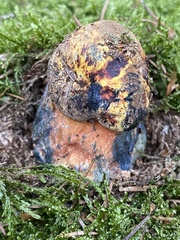 Neoboletus xanthopus