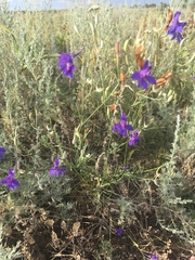 Delphinium consolida