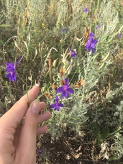 Delphinium consolida