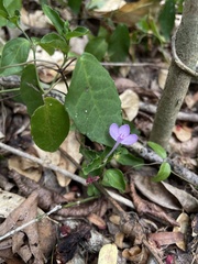 Siphonoglossa sessilis
