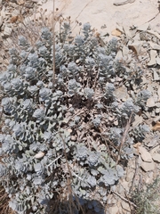 Odontarrhena obtusifolia