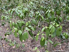 Guapira fragrans