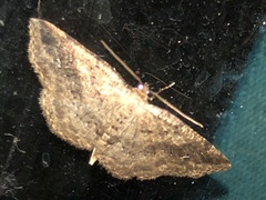 Homochlodes disconventa