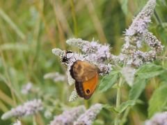 Physocephala rufipes