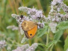 Physocephala rufipes