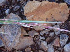 Elymus violaceus