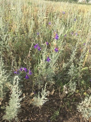 Delphinium consolida