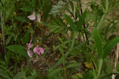 Lathyrus odoratus
