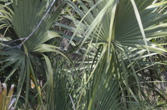 Sabal palmetto image