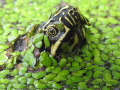 Mekong Snail-Eating Turtle photo 2