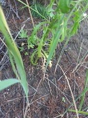 Dontostemon pinnatifidus