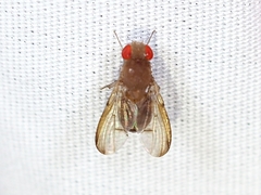 Leucophenga varia