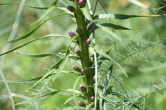 Liatris spicata spicata