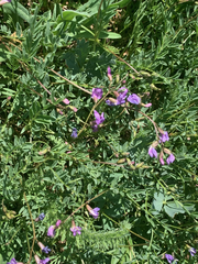Astragalus bourgovii