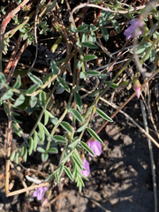 Astragalus vexilliflexus