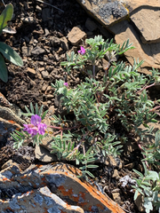 Astragalus vexilliflexus