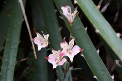 Alstroemeria hookeri