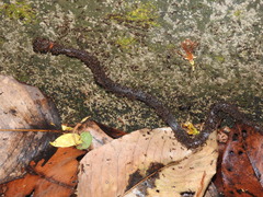 Pareas margaritophorus