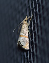 Euchromius superbellus