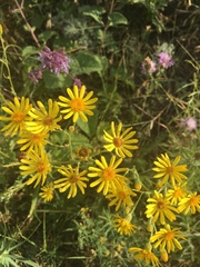 Asteraceae