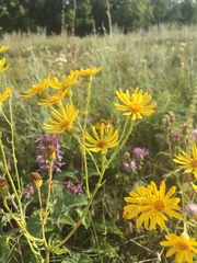 Asteraceae