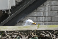 Larus fuscus
