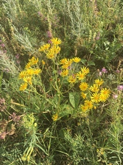 Asteraceae