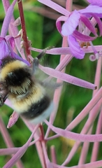 Bombus sporadicus