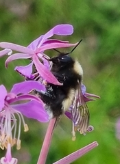 Bombus sporadicus