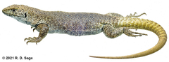 Liolaemus austromendocinus