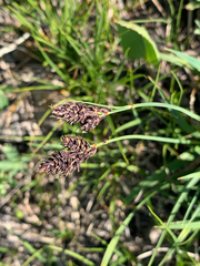 Carex albonigra
