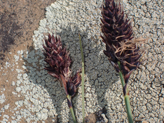 Carex albonigra