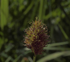 Carex microptera