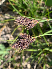 Carex albonigra